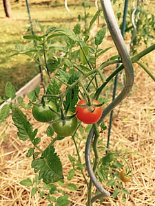 jardin potager, tomates, paille, tuteur