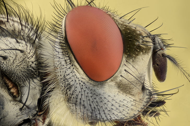 insectă, extreme, macro, ochii, bug-ul, zbura, Focus