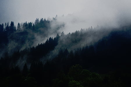 natura, copaci, pădure, pădure, fum, ceaţă, ceata