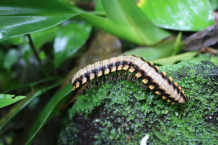 Caterpillar, insectes, bug, nature, faune, insecte, animal