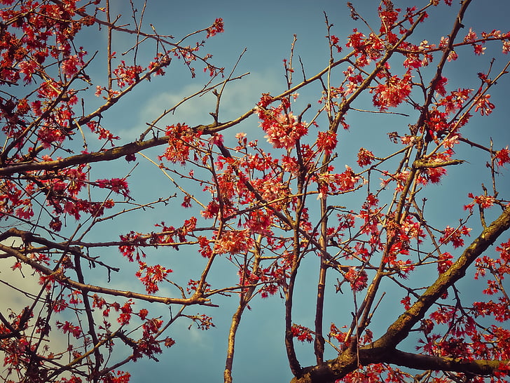 bunga, Adhy Jepang, mekar, musim semi, Bush, cabang, tanaman