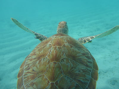海龟, 海, 加勒比海, 水下, 海龟, 动物, 自然