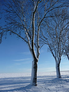 겨울, 눈, 태양, 얼음, 감기, 시즌, 자연