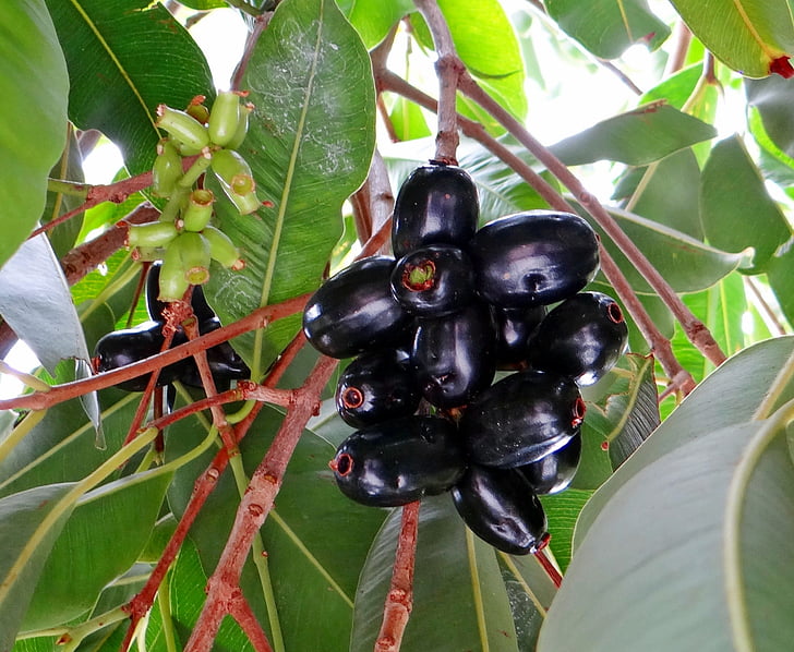 BlackBerry, jamun, Syzygium cumini, gyümölcsök, trópusi, dharwad, India