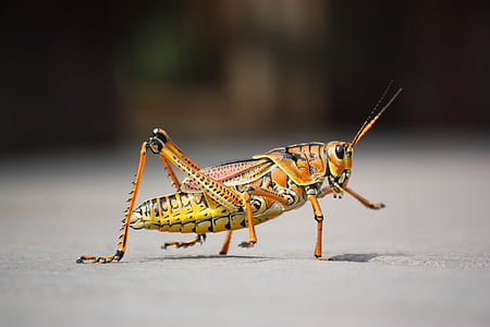 close-up, grasshopper, insect, macro, nature, wildlife