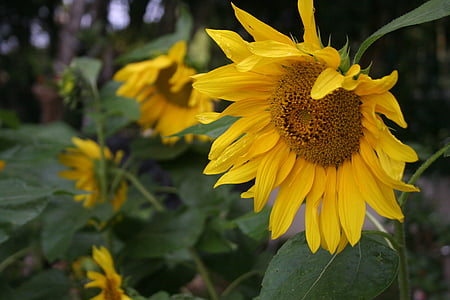 sunflower, flower, nature, garden, yellow flower, spring, plant