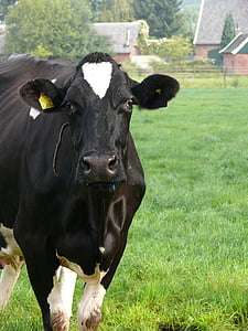 tehén, táj, legelő, tehenek, állatok, tejsavó, szarvasmarha