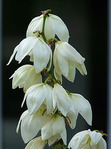 Juka, Yucca filamentosa, Agávovité, Lily rodina, květ, květ, Bloom