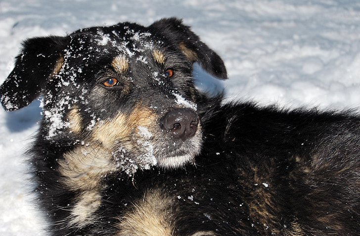 sniego, šuo, žiemą, šunų, šaldymo, įdomus, žaisti