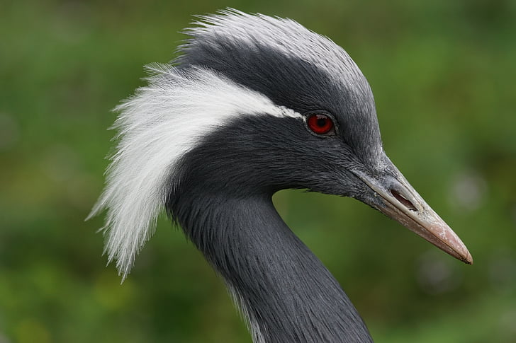 crane, male, bird, wildlife, nature, animal, beak