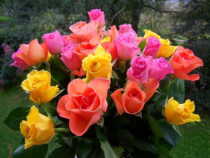 Rožių puokštė, geltona, oranžinė, rožinė, spalva, rožės, skintos gėlės