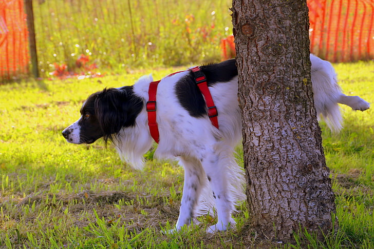 perro, Pee-pee, árbol, Prato, naturaleza, animal