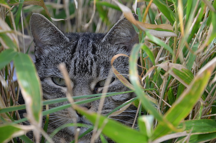 kaķis, bambusa, dzīvnieku, kaķis seju, kaķa tautas acis, gudrs kaķis, mājas kaķis