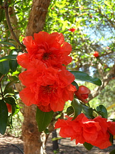 pomegranate, pomegranate blossom, blossom, bloom, red, flora, flower