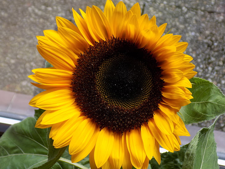 Sun flower, kompositer, gul, sommar, Helianthus