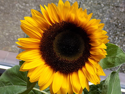 sun flower, composites, yellow, summer, helianthus