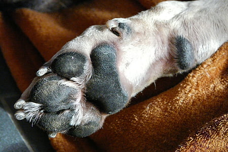 cão, pata de cão, sorte, os pés, patas de animais, animal, animal de estimação