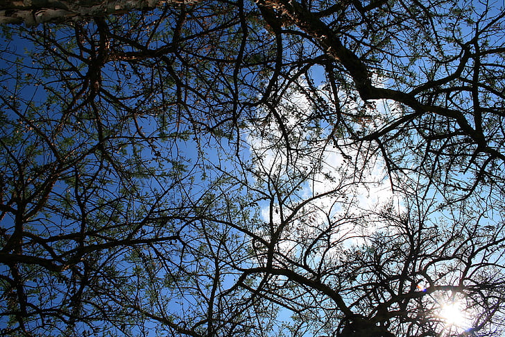 Thorn tree, strom, pobočky, obloha mraky, Afrika