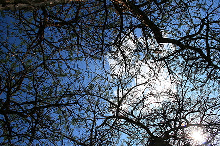 thorn tree, tree, branches, sky clouds, africa