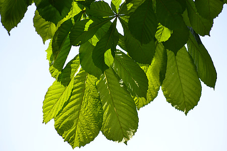 chestnut, spring, leaves, green, leaf, nature, green Color