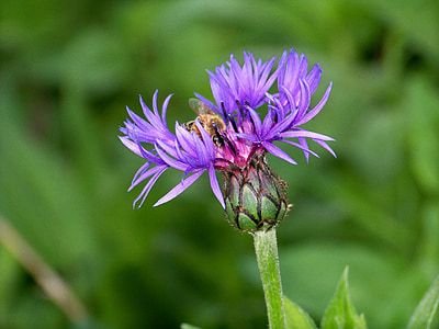 紫色, 花, 蜜蜂, 自然, 紫色的小花, 花香, 自然