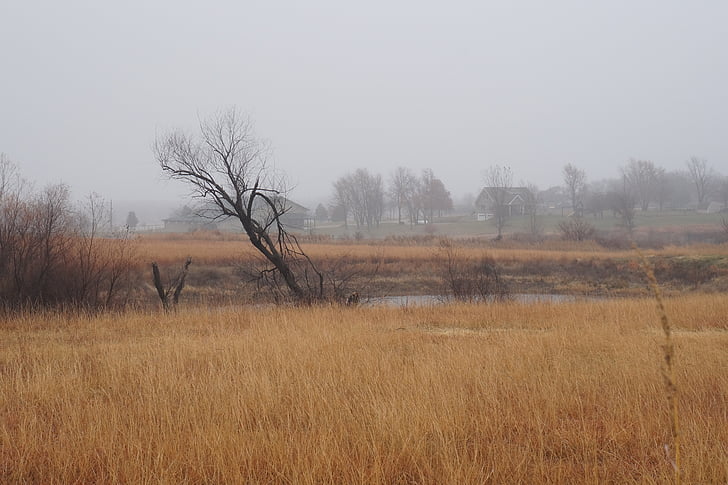tilted, tree, bog, nature, fog, gray, grey