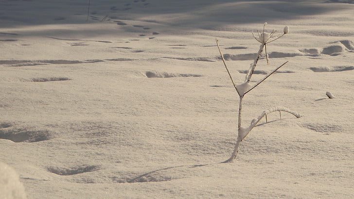 snow, tree, tracks, winter, nature, landscape, season