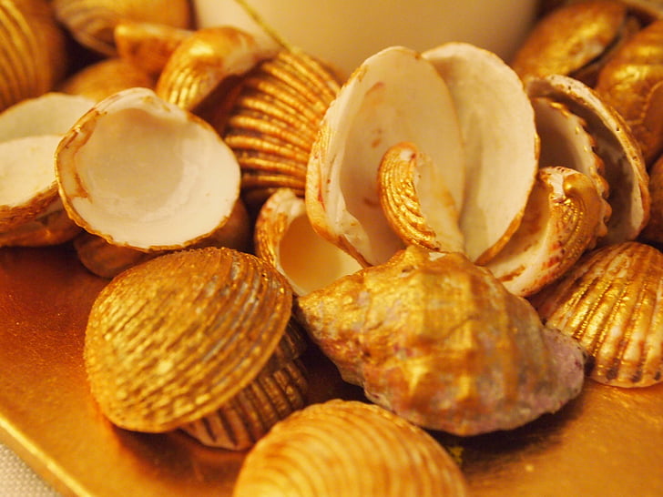 shells, decoration, clam, clams