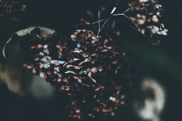 Closeup, Foto, marchitado, hojas, flor, planta, naturaleza