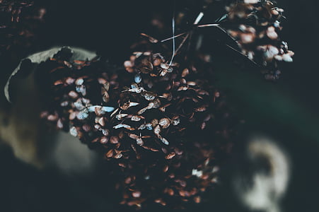 Closeup, Foto, uschlé, listy, květ, závod, Příroda