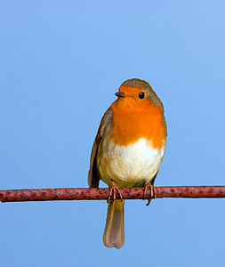 pájaro, Robin, lindo, rama, Close-up, azul, cielo