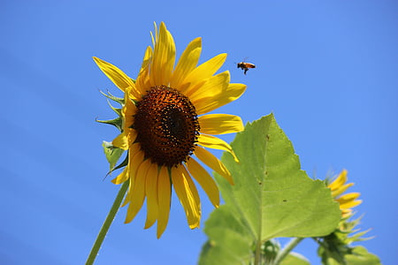 sunflower, bee, blue sky, fukushima