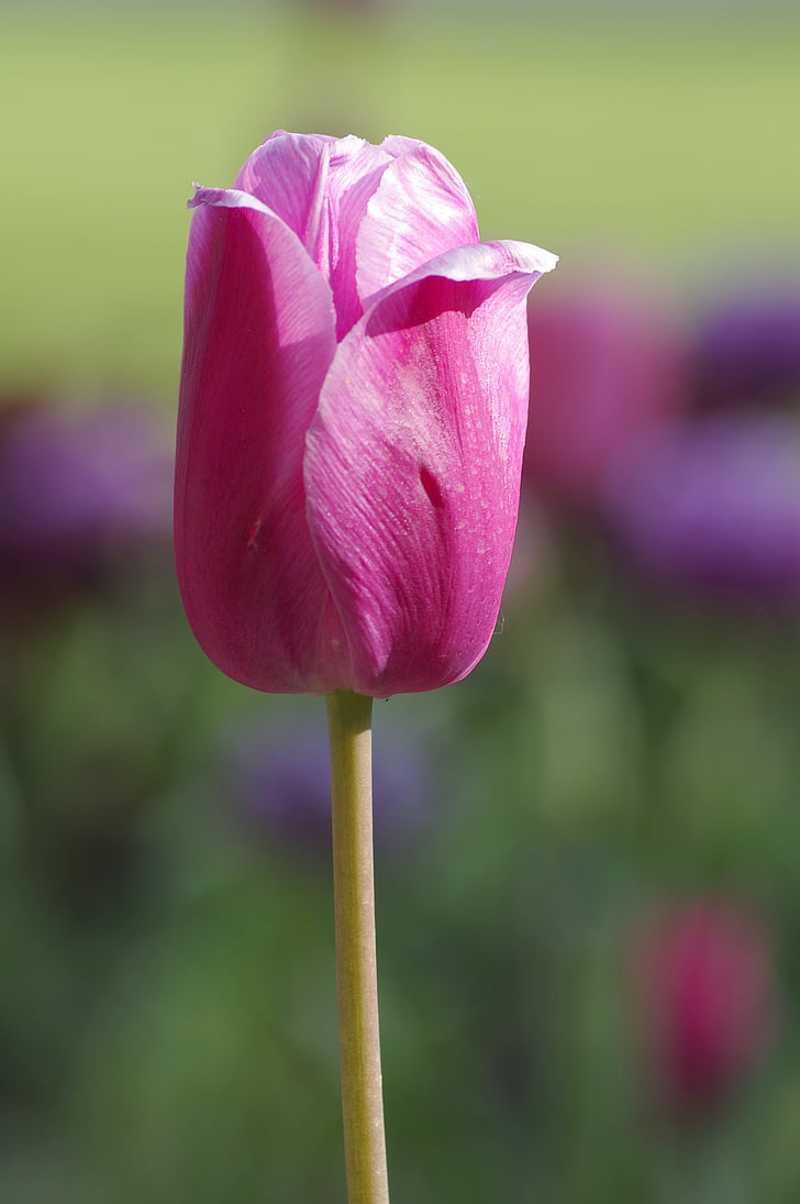 tulipán, egyetlen, a szár, rózsaszín, lila, lilowy, függőlegesen
