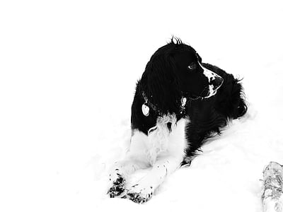 śnieg, pies, Springer