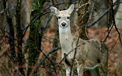 deer, doe, nature, animal, wildlife, female, fur