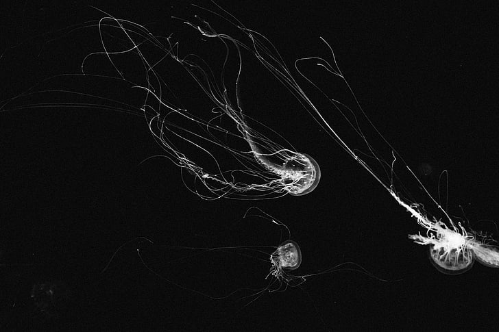 trei, alb, jellyfishes, animale, marină, viata, meduze