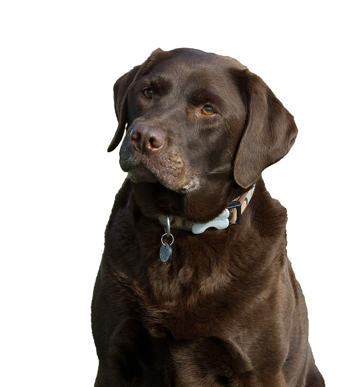chien, Labrador, chocolat, brun, isolé, blanc, arrière-plan