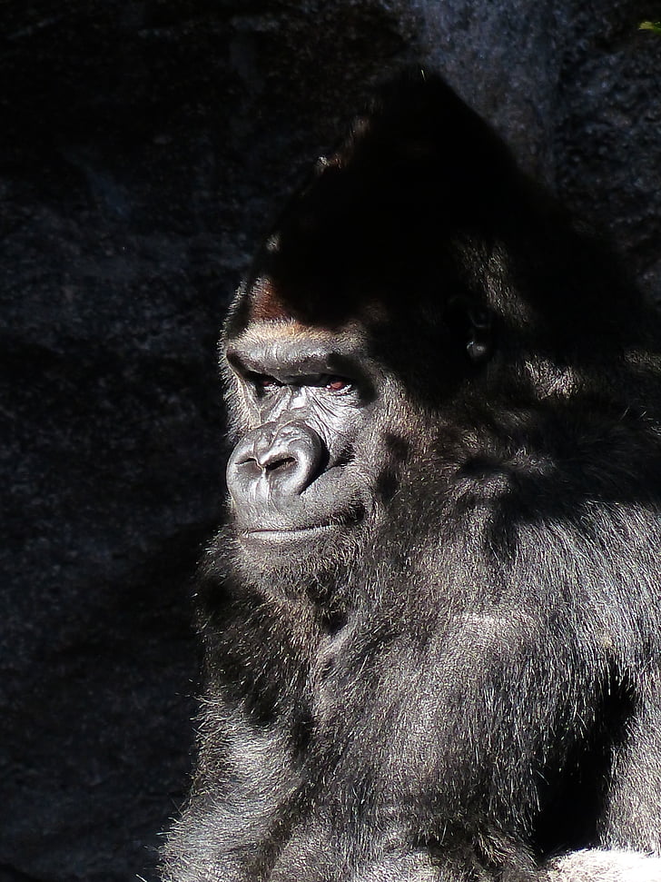 Gorilla, con khỉ, Xem, nghiệt ngã, Ape, màu đen, động vật có vú