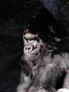 gorila, macaco, modo de exibição, sinistra, macaco, preto, mamífero