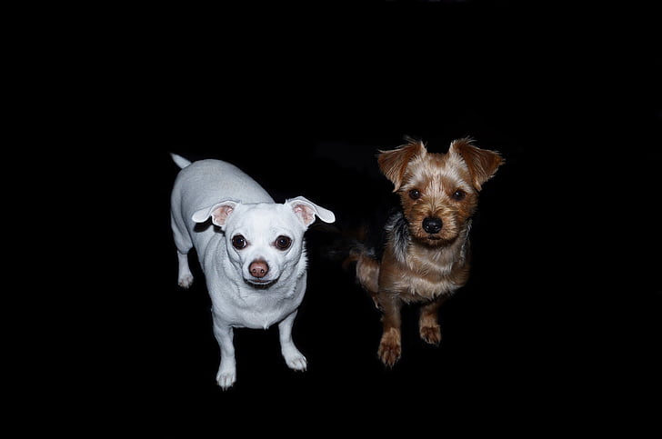 hunder, Yorkshire Skrekkelig, Chihuahua