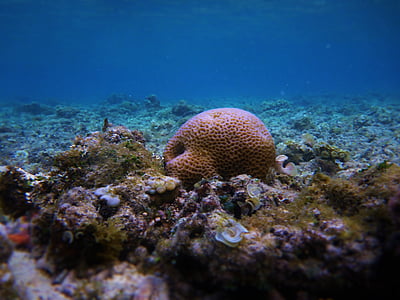 Indonésie, voyage, vacances, mer, eau, sous l’eau, plongée sous-marine