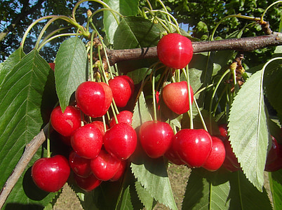 kirsikat, hedelmät, punainen, Aikuiset, syöminen terveellistä, tuore