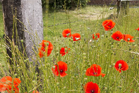 poppies, summer, red, grass, flowers, poppy, nature
