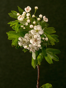 άνθος, άνθιση, λουλούδια, μακροεντολή, λευκό, ανθοφορίας θάμνων