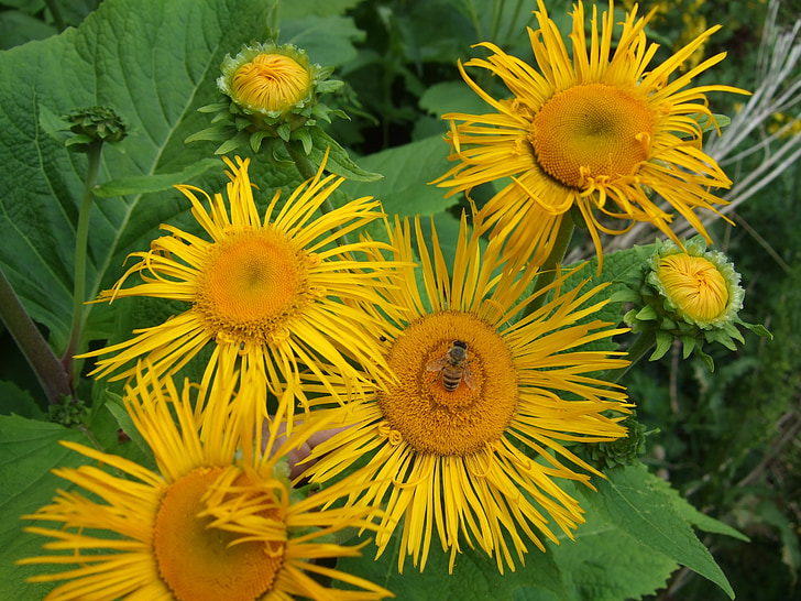 flower, yellow, garden
