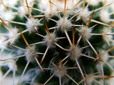 nature, cacti, thorns, details, cactus, thorn, spiked