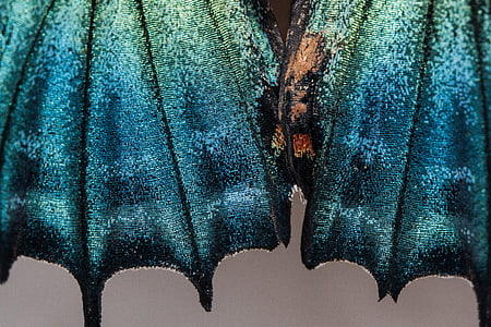 butterfly, exotic, tropics, tropical, scale, wing scales, turquoise