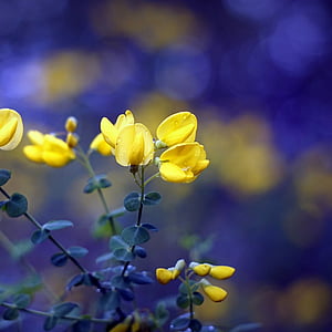 lilled, kollane, loodus, kevadel, kollane lill, väli, kroonleht