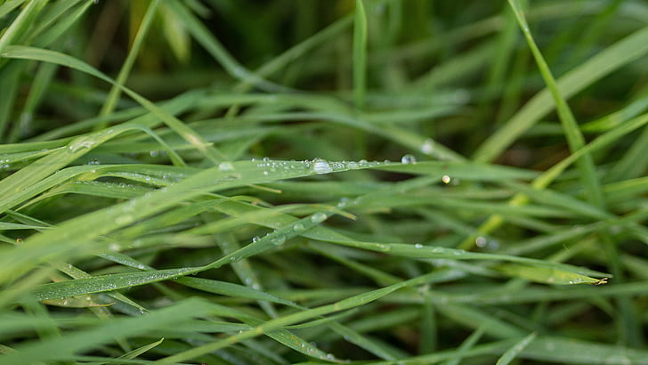 rumput, lembab, basah, hujan, drop, hijau, alam