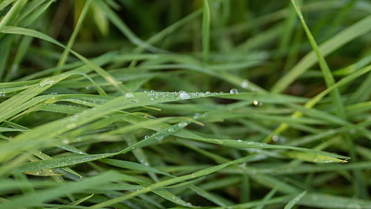 grass, moist, wet, rain, drop, green, nature